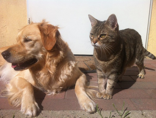 愛犬、愛猫も脱水症状に注意