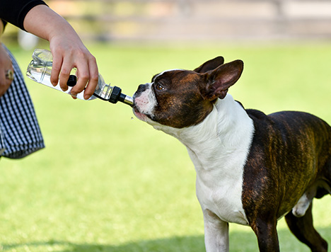 ペットにも体にイイ水を 愛犬 愛猫の水 ウォーターサーバー 宅配水のアクアクララ